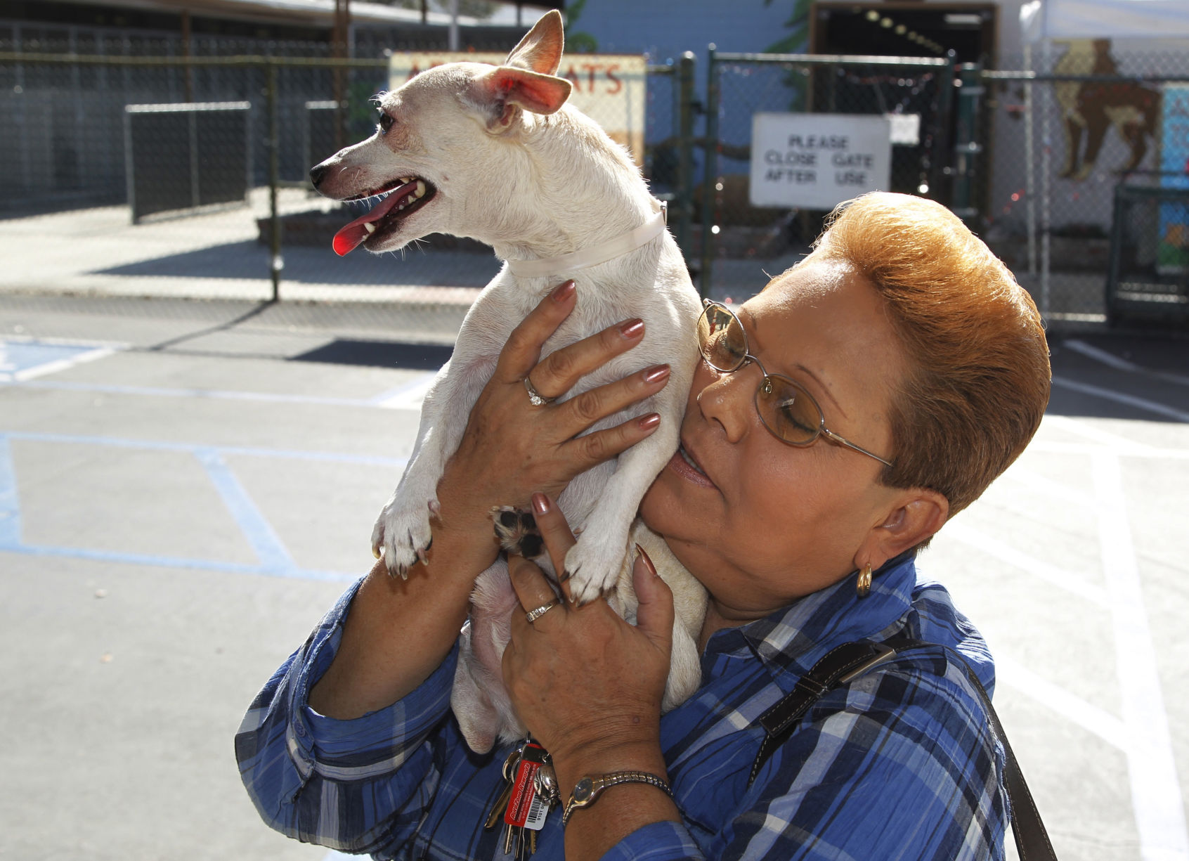 Rescue dog